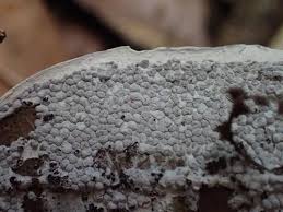 Attēlu rezultāti vaicājumam “Diderma spumarioides”