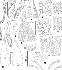 Attēlu rezultāti vaicājumam “Schistidium apocarpum”