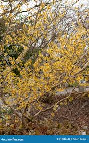 Attēlu rezultāti vaicājumam “Hamamelis mollis”