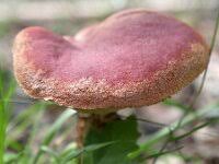 Attēlu rezultāti vaicājumam “Xerocomus rubellus”