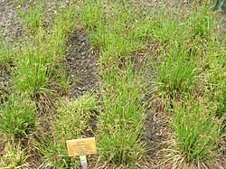 Attēlu rezultāti vaicājumam “Luzula multiflora fruit”