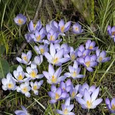Attēlu rezultāti vaicājumam “Crocus tommasinianus flower”
