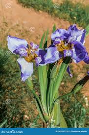 Attēlu rezultāti vaicājumam “Iridaceae”