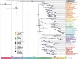 Attēlu rezultāti vaicājumam “Planaphrodes sp.”