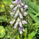 Attēlu rezultāti vaicājumam “Vicia sylvatica flower”