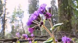 Attēlu rezultāti vaicājumam “Pulmonaria obscura bud”