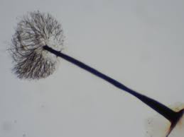 Attēlu rezultāti vaicājumam “Lamproderma debile sessile”