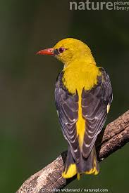 Attēlu rezultāti vaicājumam “Oriolus oriolus male”