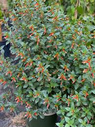 Image result for Cuphea ignea