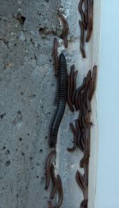 Attēlu rezultāti vaicājumam “Ommatoiulus sabulosus aimatopodus”