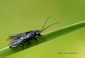 Attēlu rezultāti vaicājumam “Acantholyda erythrocephala”