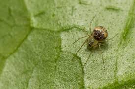 Attēlu rezultāti vaicājumam “Theridiidae”