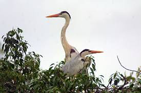 Attēlu rezultāti vaicājumam “Ardea cinerea adult”