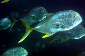 Image result for Caranx hippos