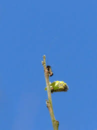 Attēlu rezultāti vaicājumam “Adela cuprella”