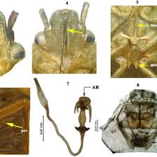 Attēlu rezultāti vaicājumam “Capsodes gothicus imago”