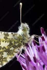 Attēlu rezultāti vaicājumam “Anthocharis cardamines underside”