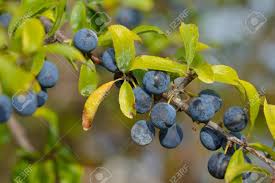 Attēlu rezultāti vaicājumam “Prunus spinosa fruit”