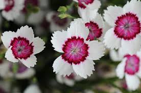 Attēlu rezultāti vaicājumam “Dianthus deltoides flower”