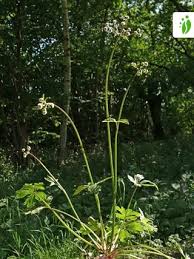 Attēlu rezultāti vaicājumam “Sanicula europaea bud”