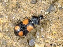 Attēlu rezultāti vaicājumam “Panagaeus cruxmajor”