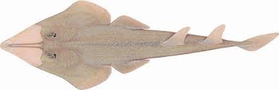 Image result for Glaucostegus cemiculus