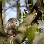 Attēlu rezultāti vaicājumam “Strix aluco female”