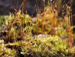 Attēlu rezultāti vaicājumam “Pogonatum urnigerum macro”