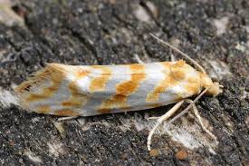 Attēlu rezultāti vaicājumam “Aethes margaritana”