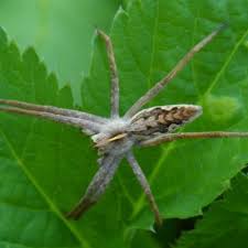 Attēlu rezultāti vaicājumam “Pisaura mirabilis male”