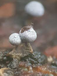 Attēlu rezultāti vaicājumam “Physarum leucophaeum spores”