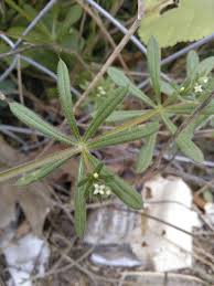 Image result for Galium aparine