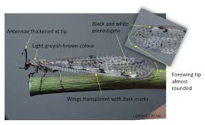 Attēlu rezultāti vaicājumam “Myrmeleontidae imago”