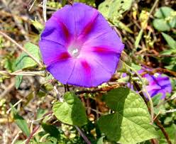 Image result for Ipomoea purpurea