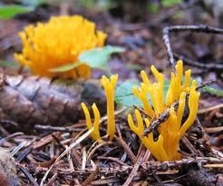 Attēlu rezultāti vaicājumam “Calocera pallidospathulata”