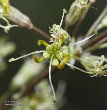 Attēlu rezultāti vaicājumam “Silene otites”