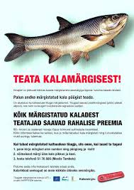 Image result for Aspius aspius