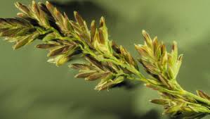 Attēlu rezultāti vaicājumam “Poa compressa”