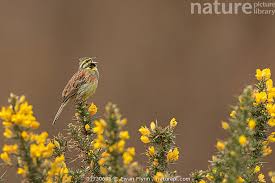 Image result for Emberiza cirlus