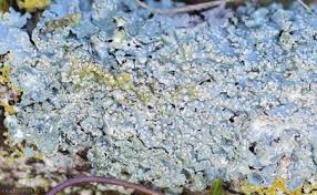 Attēlu rezultāti vaicājumam “Punctelia subrudecta”