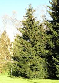 Attēlu rezultāti vaicājumam “Picea orientalis”