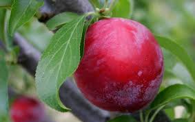 Attēlu rezultāti vaicājumam “Rosa subcanina fruit”