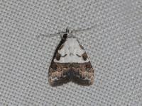 Attēlu rezultāti vaicājumam “Nola sp.”