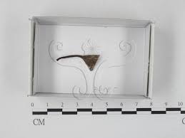 Attēlu rezultāti vaicājumam “Hemitrichia leiotricha”