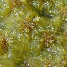 Attēlu rezultāti vaicājumam “Sphagnum rubellum”