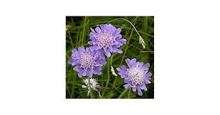 Attēlu rezultāti vaicājumam “Knautia arvensis fruit”