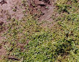 Attēlu rezultāti vaicājumam “Callitrichaceae”