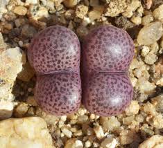 Attēlu rezultāti vaicājumam “Dichodontium pellucidum sporophyte”