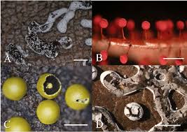 Attēlu rezultāti vaicājumam “Diderma effusum”