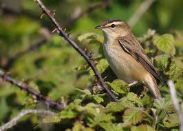 Attēlu rezultāti vaicājumam “Acrocephalus schoenobaenus”